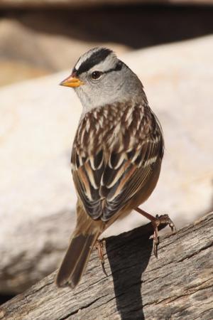 Photo (2): White-crowned Sparrow