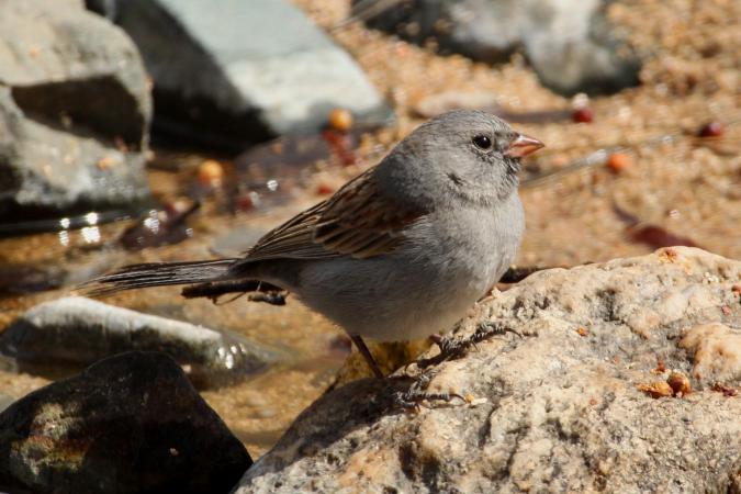 Photo (8): Black-chinned Sparrow