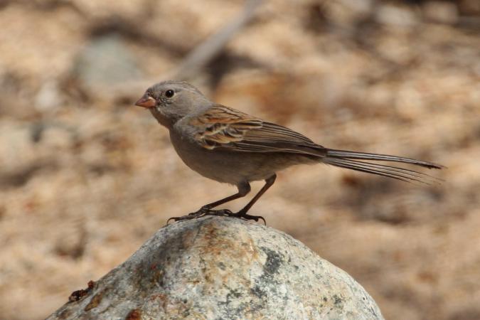 Photo (14): Black-chinned Sparrow
