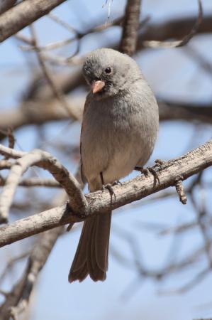 Photo (10): Black-chinned Sparrow