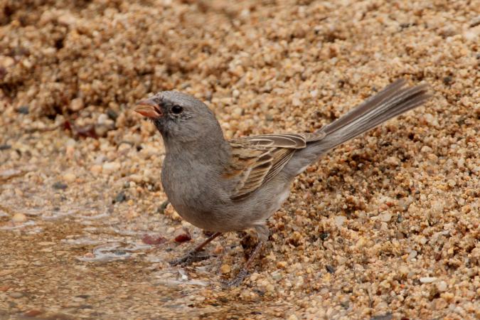 Photo (7): Black-chinned Sparrow