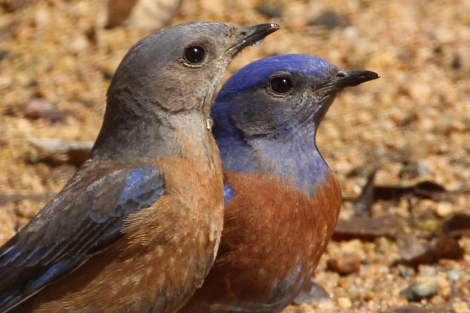 Photo (3): Western Bluebird