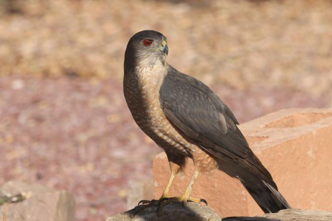 Photo (1): Cooper's Hawk