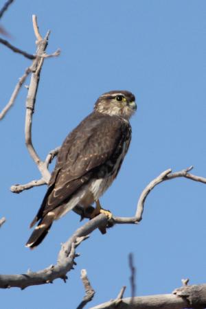 Photo (17): Merlin
