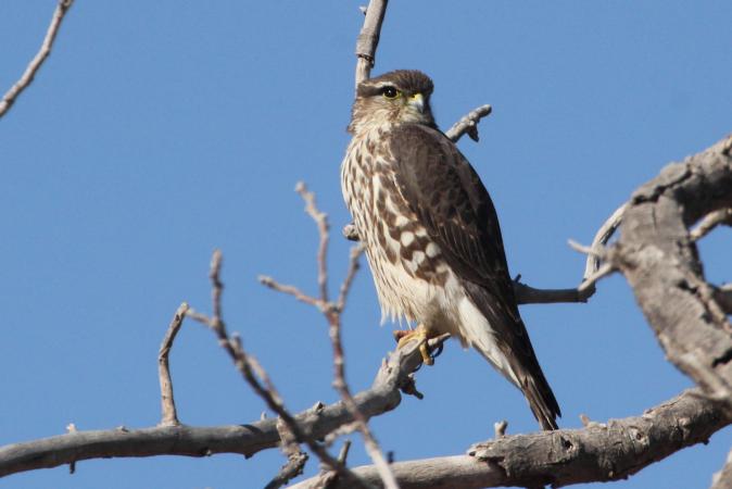 Photo (12): Merlin