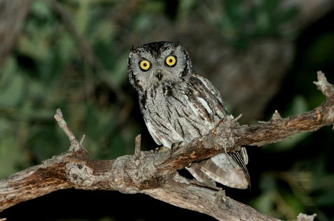 Photo (4): Western Screech-Owl