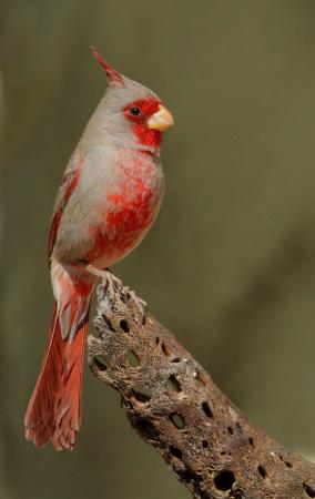 Photo (1): Pyrrhuloxia