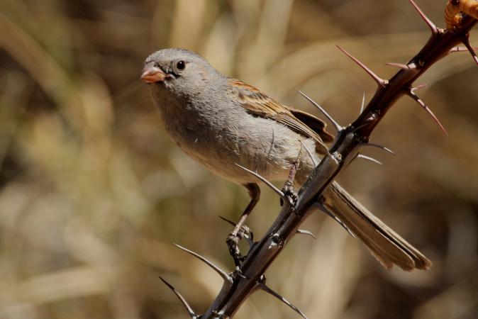 Photo (5): Black-chinned Sparrow