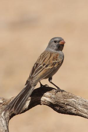 Photo (6): Black-chinned Sparrow