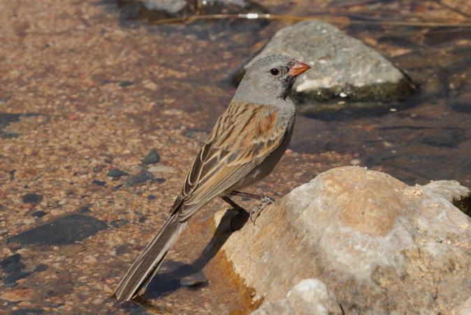 Photo (9): Black-chinned Sparrow