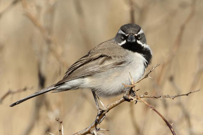 Photo (7): Black-throated Sparrow