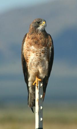 Photo (8): Swainson's Hawk