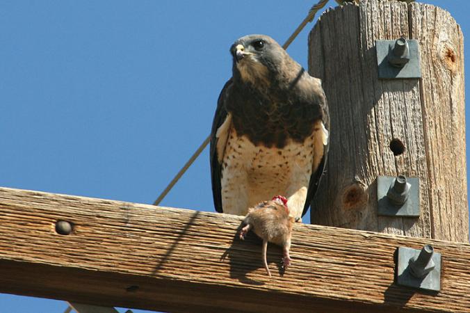 Photo (11): Swainson's Hawk