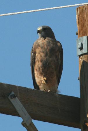 Photo (13): Swainson's Hawk