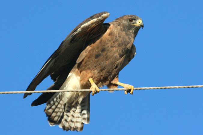 Photo (5): Swainson's Hawk