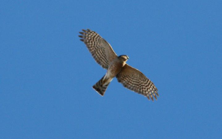 Photo (10): Sharp-shinned Hawk