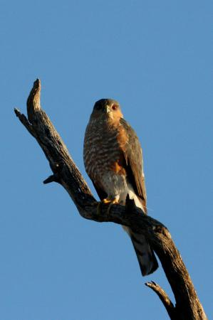 Photo (2): Sharp-shinned Hawk