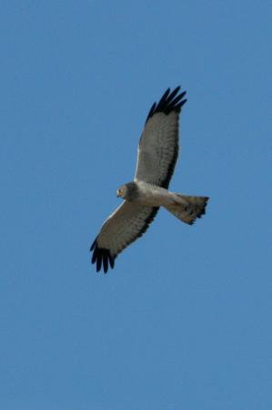 Photo (9): Northern Harrier