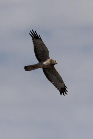 Photo (10): Northern Harrier