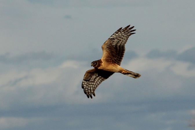 Photo (20): Northern Harrier
