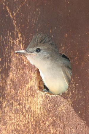 Photo (22): Ash-throated Flycatcher