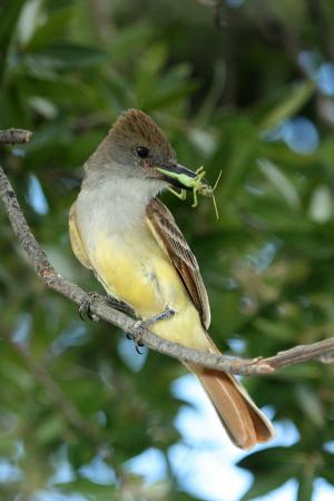 Photo (5): Brown-crested Flycatcher