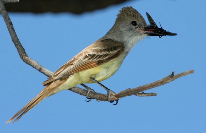 Photo (4): Brown-crested Flycatcher
