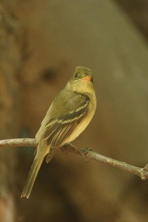Photo (5): Cordilleran Flycatcher