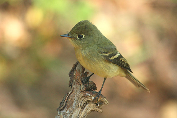 Photo (1): Cordilleran Flycatcher