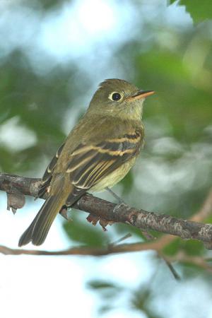 Photo (6): Cordilleran Flycatcher