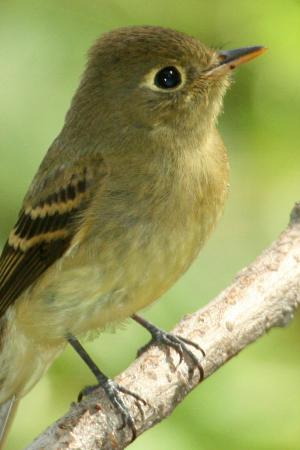 Photo (7): Cordilleran Flycatcher