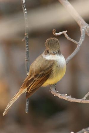 Photo (1): Dusky-capped Flycatcher