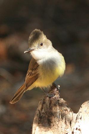 Photo (7): Dusky-capped Flycatcher