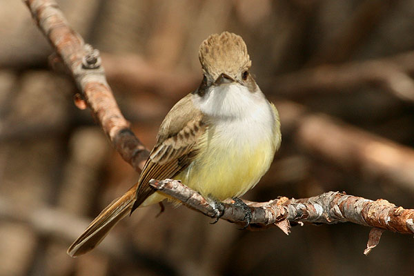 Photo (9): Dusky-capped Flycatcher