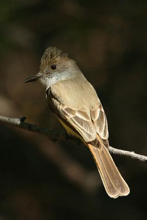Photo (10): Dusky-capped Flycatcher