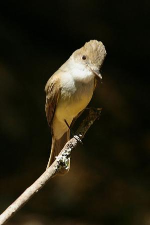 Photo (12): Dusky-capped Flycatcher