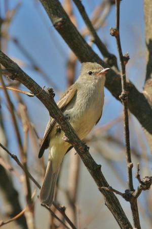 Photo (4): Northern Beardless-Tyrannulet