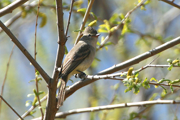 Photo (7): Northern Beardless-Tyrannulet
