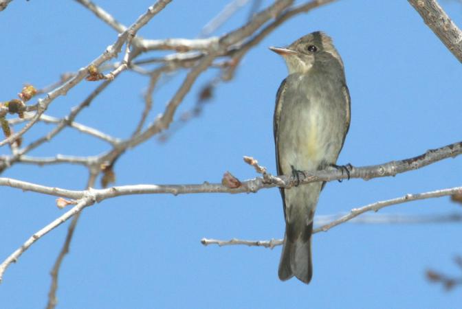 Photo (5): Western Wood-Pewee