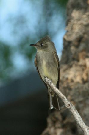 Photo (2): Western Wood-Pewee