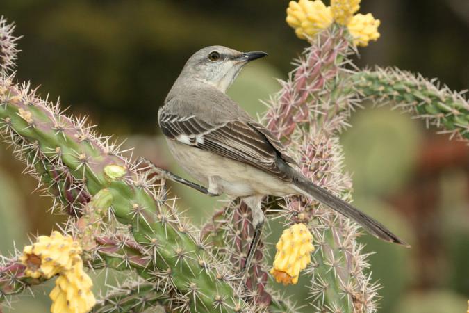 Photo (5): Northern Mockingbird