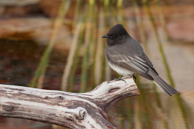 Photo (1): Black Phoebe