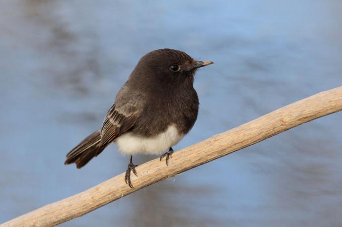 Photo (7): Black Phoebe