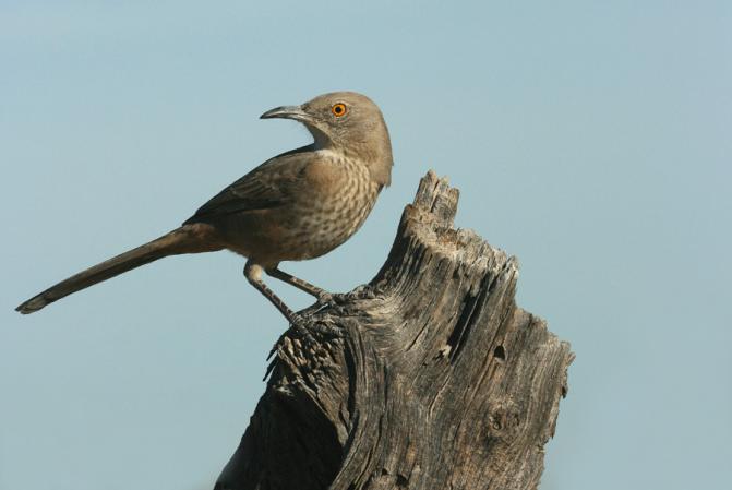 Photo (2): Bendire's Thrasher
