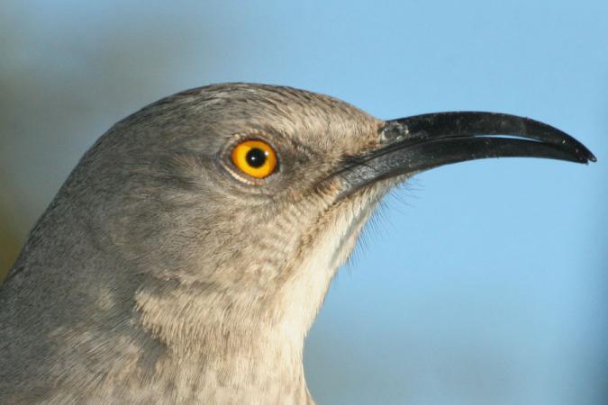 Photo (4): Curve-billed Thrasher