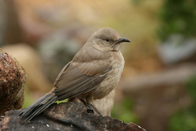 Photo (15): Curve-billed Thrasher