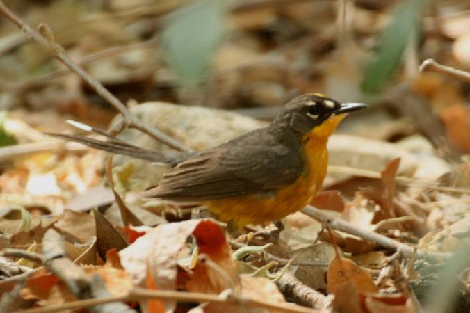 Photo (10): Fan-tailed Warbler