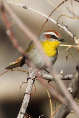 Photo (5): Rufous-capped Warbler