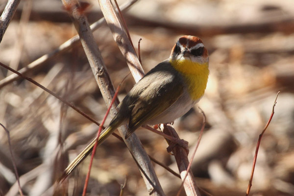 Photo (4): Rufous-capped Warbler