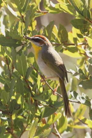 Photo (6): Rufous-capped Warbler
